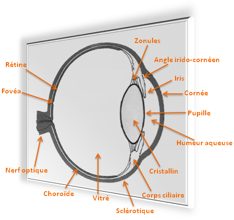 Figure 1 - Anatomie des structures de l’œil