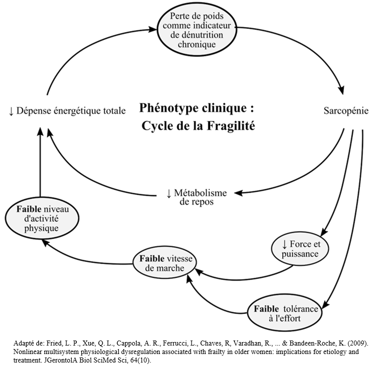 Figure 1. Composantes théorisées et validées du phénotype de la fragilité avec le vieillissement, liées dans un cycle d’anticipation négatif.